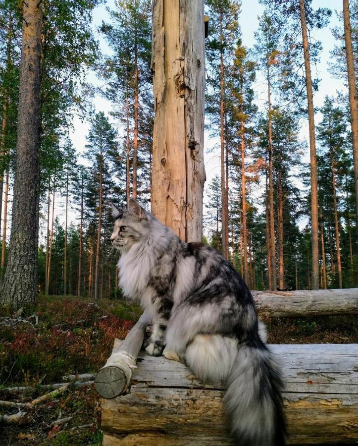 Luksusteltta Omalla Uimarannalla 호텔 Jyväskylä 외부 사진